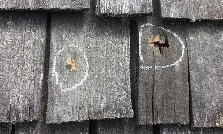 Circled impact damage on aged wood shakes